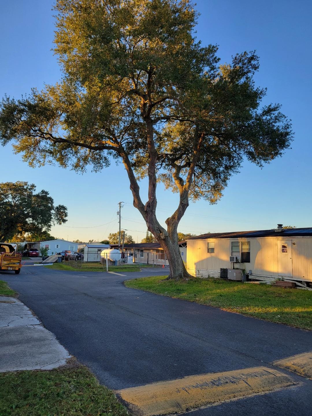 Tree Trimming by Kevin Saxton Inc gallery